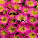 50 Seeds Seeds Yellow Pink Petunia Flowers Fresh For Garden