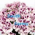 25 Seeds Seeds Purple White Geranium Flowers Fresh For Garden
