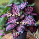 25 Seeds Seeds Ageless Rex Begonia Flower Plant Fresh For Garden