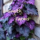 25 Seeds Seeds Midnight Purple Passion Plant Gynura Aurantiaca Fresh For Garden 25 Seeds Seeds Midnight Purple Passion Plant Gynura Aurantiaca Fresh For Garden
