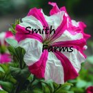 25 Seeds Seeds Pink White Petunia Flowers Fresh For Garden