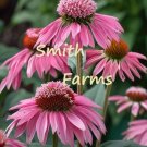 50 Seeds Seeds Pink Echinacea Flowers Coneflowers Fresh For Garden 50 Seeds Seeds Pink Echinacea Flowers Coneflowers Fresh For Garden