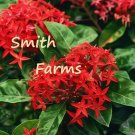 25 Seeds Seeds Red Ixora Flowers Ixora Coccinea Fresh For Garden