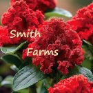 25 Seeds Seeds Red Cockscomb Flowers Celosia Cristata Fresh For Garden