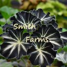 25 Seeds Seeds Midnight Star Alocasia Flower Plant Black Fresh For Garden