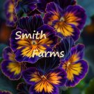25 Seeds Seeds Sunset Glow Pansies Flowers Plant Pansy Johnny Jump Ups Fresh For Garden 25 Seeds Seeds Sunset Glow Pansies Flowers Plant Pansy Johnny Jump Ups Fresh For Garden