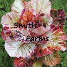 25 Seeds Seeds Carnival Rose Begonia Flower Plant Fresh For Garden 25 Seeds Seeds Carnival Rose Begonia Flower Plant Fresh For Garden