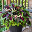 25 Seeds Seeds Fiery Rainbow Cole Flowers Plant Fresh For Garden