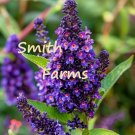 25 Seeds Seeds Purple Butterfly Bh Flowers Plant Buddleja Davidii Fresh For Garden