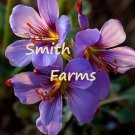 25 Seeds Seeds Purple Saffron Croc Flowers Plant Croc Sativ Fresh For Garden