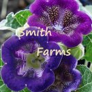 25 Seeds Seeds Purple Bell Gloxinia Flowers Plant Sinningia Speciosa Fresh For Garden