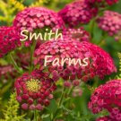 25 Seeds Seeds Pink Achillea Millefolium Flowers Yarrow Fresh For Garden