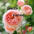 25 Seeds Seeds Peachy Pink English Rose Flowers Rosa Abraham Darby Fresh For Garden