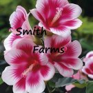25 Seeds Seeds Lovely Pink Hibisc Flowers Plant Hibisc Rosasinensis Fresh For Garden 25 Seeds Seeds Lovely Pink Hibisc Flowers Plant Hibisc Rosasinensis Fresh For Garden