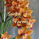 50 Seeds Seeds Cider Orange Orchid Flowers Cymbidium Spp Fresh For Garden