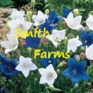 25 Seeds Seeds Blue White Balloon Flower Platycodon Grandiflor Fresh For Garden 25 Seeds Seeds Blue White Balloon Flower Platycodon Grandiflor Fresh For Garden
