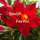 25 Seeds Seeds Red Balloon Flower Platycodon Grandiflor Fresh For Garden 25 Seeds Seeds Red Balloon Flower Platycodon Grandiflor Fresh For Garden