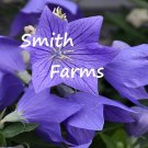 25 Seeds Seeds Purple Balloon Flower Platycodon Grandiflor Fresh For Garden