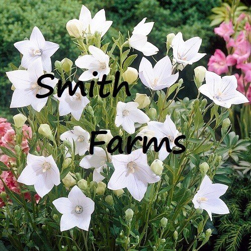 25 Seeds Seeds White Balloon Flower Platycodon Grandiflor Fresh For Garden
