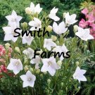 25 Seeds Seeds White Balloon Flower Platycodon Grandiflor Fresh For Garden 25 Seeds Seeds White Balloon Flower Platycodon Grandiflor Fresh For Garden