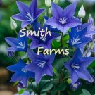 25 Seeds Seeds Blue Balloon Flower Platycodon Grandiflor Fresh For Garden