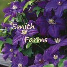 25 Seeds Seeds Deep Purple Clematis Flowers Clematis Spp Fresh For Garden