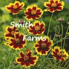 25 Seeds Seeds Red Yellow Tickseed Flowers Coreopsis Tinctoria Fresh For Garden