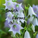 25 Seeds Seeds Lavender Fairy Bellflower Flowers Campanula Fresh For Garden