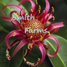25 Seeds Seeds Red Waratah Flowers Telopea Speciosissima Fresh For Garden