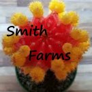 25 Seeds Seeds Pink Yellow Moon Cact Gymnocalycium Mihanovichicactplant Fresh For Garden