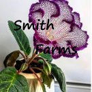 25 Seeds Seeds Purple White Gloxinia Flower Beauitful Floral Garden Plant Planting Fresh For Garden