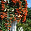 25 Seeds Seeds Orange Flaming Vine Flowers Flame Of Bright Blooms Garden Fresh For Garden