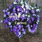 10 Seeds Seeds Brunfelsia Pauciflora Flowers Purple White Lavender Blooms Shrub Bh Fresh For Garden
