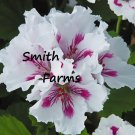 25 Seeds Seeds White Pink Martha Washington Germanium Flowers Lots Of Blooms Garden Fresh For Garden