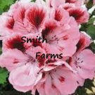 25 Seeds Seeds Pink Red Martha Washington Germanium Flowers Lots Of Blooms Garden Fresh For Garden 25 Seeds Seeds Pink Red Martha Washington Germanium Flowers Lots Of Blooms Garden Fresh For Garden