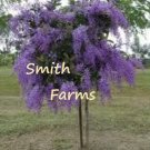 10 Seeds Purple Sand Paper Flower Tree Petrea Volubilis Bh Shrub Landscaping Fresh For Garden 10 Seeds Purple Sand Paper Flower Tree Petrea Volubilis Bh Shrub Landscaping Fresh For Garden