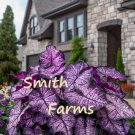 25 Seeds Seeds Periwinkle Caladium Flowers Plant Fresh For Garden