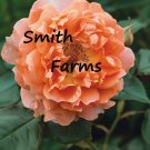 25 Seeds Seeds Apricot Rose Flowers Plant Rosa Fresh For Garden