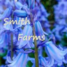 100 Seeds Seeds Spanish Bluebells Flowers Groundcover Blue Floral Blooms Ground Cover Fresh For Gard 100 Seeds Seeds Spanish Bluebells Flowers Groundcover Blue Floral Blooms Ground Cover Fresh For Gard