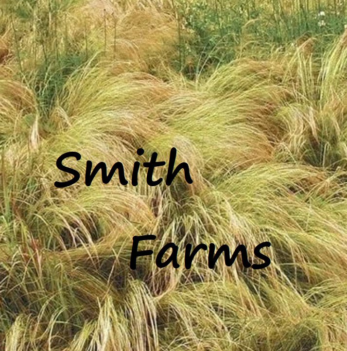 100 Seeds Seeds Mexican Feather Grass Grass Ground Cover Stipa Tenuissima Fresh For Garden