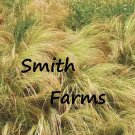 100 Seeds Seeds Mexican Feather Grass Grass Ground Cover Stipa Tenuissima Fresh For Garden 100 Seeds Seeds Mexican Feather Grass Grass Ground Cover Stipa Tenuissima Fresh For Garden