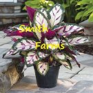 25 Seeds Seeds Calathea Illtris Flower Calathea Lietzeplant Fresh For Garden