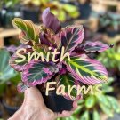 25 Seeds Seeds Calathea Beauty Star Flowers Calathea Ornata Fresh For Garden