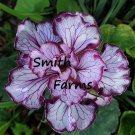 25 Seeds Seeds Calathea White Fion Flower Calathea Lietzei Fresh For Garden