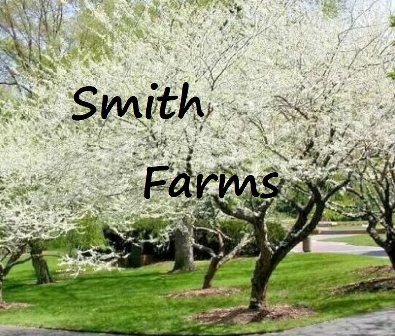 10 Seeds Royal White Redbud Tree Authentic Seeds Cercis Canadensis Fresh For Garden