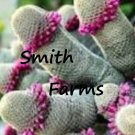 25 Seeds Seeds Thumb Cact Flowers Beautiful Gardening Easy To Plant Fresh For Garden