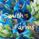 25 Seeds Seeds Blue Puya Berteroniana Flowers Alpestris Sapphire Tower Fresh For Garden 25 Seeds Seeds Blue Puya Berteroniana Flowers Alpestris Sapphire Tower Fresh For Garden