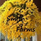 50 Seeds Seeds Yellow Hanging Orchid Plant Garden Plants Fresh For Garden