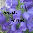25 Seeds Seeds Blue Canterbury Bells Flowers Campanula Flower Garden Fresh For Garden 25 Seeds Seeds Blue Canterbury Bells Flowers Campanula Flower Garden Fresh For Garden
