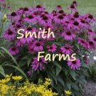 50 Seeds Seeds Purple Coneflower Seeds Echinacea Flower Perennial Fresh For Garden 50 Seeds Seeds Purple Coneflower Seeds Echinacea Flower Perennial Fresh For Garden